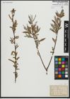 Foto von Salix alba subsp. alba L.